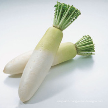 Sweet taste white radish with good price